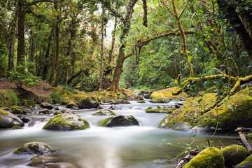 Romantic river valley in the tropical rainforest, in the Quetzal National Park, Costa Rica, long exposure