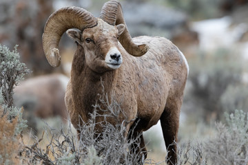 Rocky Mountain Bighorn Sheep in Montana