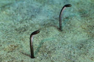 Tauchen Aruba