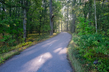 Fototapeta premium Sunbeams shine through trees in forest, Turku, Finland.