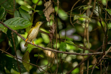 Streaked Spiderhunter / Arachnothera magna
