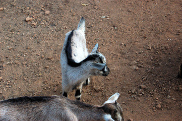 the greath goat and sons