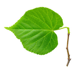 Linden leaf isolated on white.