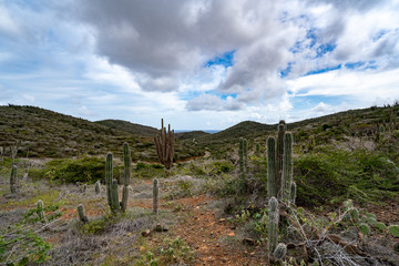 Fototapeta na wymiar Aruba National Park