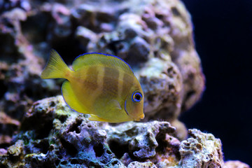 Blue juvenile Atlantic Tang - (Acanthurus coeruleus)
