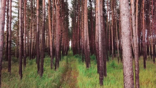 Aerial epic drone flight of camera over a path in the corridor of beautiful tree straight trunks in a pine forest with blue summer sky in background. Slow motion aerial front view shot in 4K video.