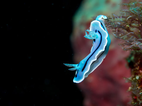 A blue and white nudibranch on a tropical reef in Indonesia