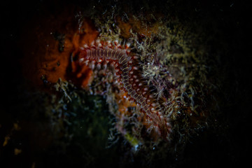 Tauchen Curacao