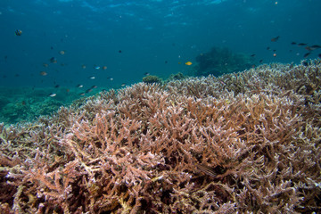 a staghorn coral colony underwater