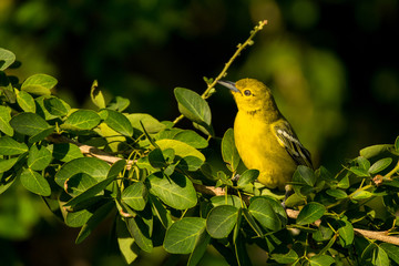 Common Iora / Aegithina tiphia