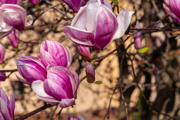 Large magnolia flowers in spring