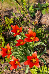 Obraz na płótnie Canvas Red tulip flowers in the garden at spring
