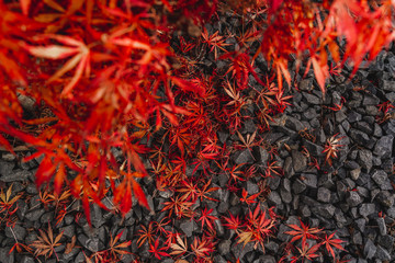 maple leaves lying on the ground
