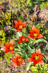 red tulips in the garden