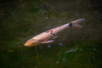 Koi Carp liven up a Japanese-style pond.        Higashiyama  Kyoto 