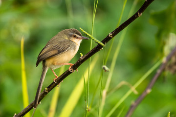Plain Prinia / Prinia inornata