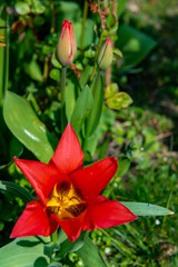 Red tulip in the garden