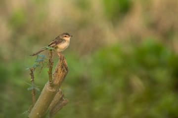 Plain Prinia / Prinia inornata