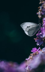 butterfly on flower