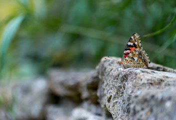 butterfly on rock