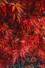 maple leaves lying on the ground