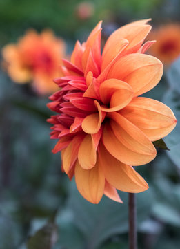 Red Flower In The Garden