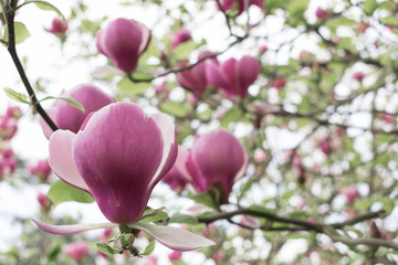 magnolia blossom
