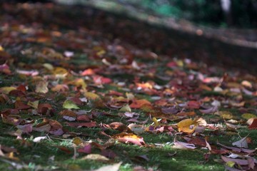 Obraz premium Fallen leaves