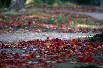 Fallen leaves