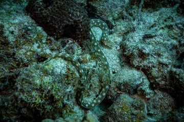 Tauchen Bonaire Karibik