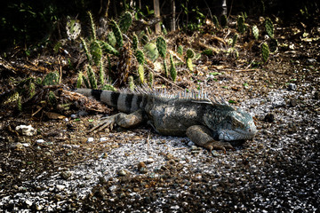 Leguan