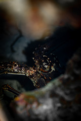 Tauchen Bonaire Karibik