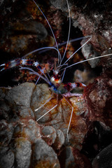 Tauchen Bonaire Karibik