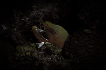 Tauchen Bonaire Karibik