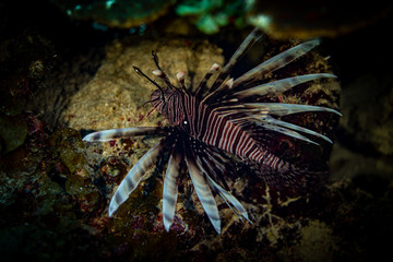 Tauchen Bonaire Karibik