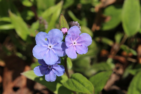 Blue and white "Cappadocian Navelwort" flower in St. Gallen, Switzerland. Its Latin name is Omphalodes Cappadocica, native to Turkey.
