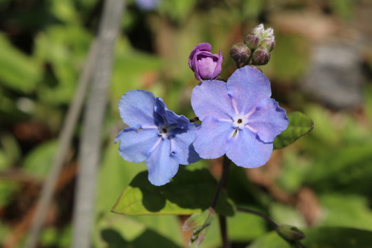 Blue and white "Cappadocian Navelwort" flower in St. Gallen, Switzerland. Its Latin name is Omphalodes Cappadocica, native to Turkey.