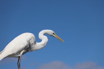 White egret set against a clear blue sky