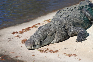 Large alligator resting on bank of lake