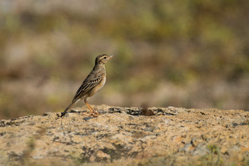 Paddyfield Pipit / Anthus rufulus