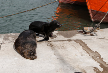 sea wolf at the port of mar del plata