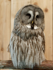 Portrait of a great grey owl falling asleep