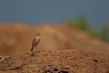 Paddyfield Pipit / Anthus rufulus