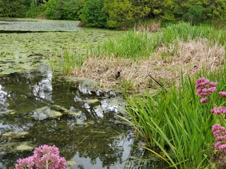 Fototapeta na wymiar pond in garden