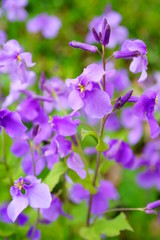 オオアラセイトウ　大紫羅欄花　花　花びら　紫　屋外　マクロ　ビビットカラー