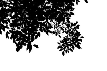 darktone of tree isolated on white background
