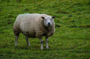 Naklejka na ściany i meble sheep in a green field in winter