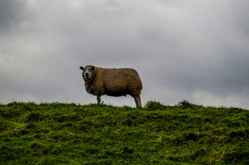 sheep on a mountain pasture