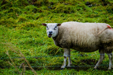 Naklejka premium sheep in a green field