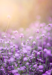 Fototapeta na wymiar Purple grass flower with soft focus in the meadow
